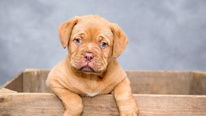 Oraşul din România care primește câinii în cafenele. Ce condiții de bun simț trebuie respectate