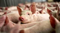 Pestă porcină în două ferme din Argeș și Olt. Peste 12.000 de porci vor fi omorâți