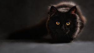 Caz incredibil în Belgia. O pisică a luat coronovirus de la stăpâna sa