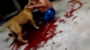 CAZ SOCANT in Brazilia! Un barbat a fost sfasiat de propriul Pitbull! Cainele i-a rupt bratul si l-a lasat pe om intr-o balta de sange!