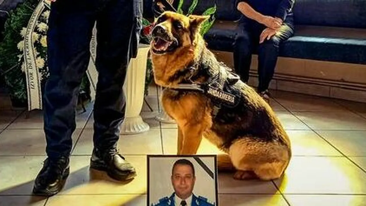 Cățelușa Linda a trebuit să se despartă de colegul său, Ioan, după 11 ani de misiuni. Gestul emoționant pe care l-a făcut animalul