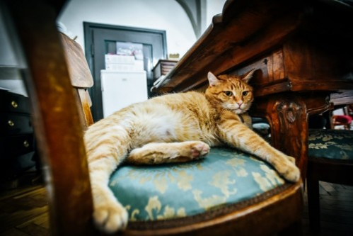 Ei sunt Antonello și Donatello, celebrii motani care locuiesc în Palatul Brukenthal din Sibiu