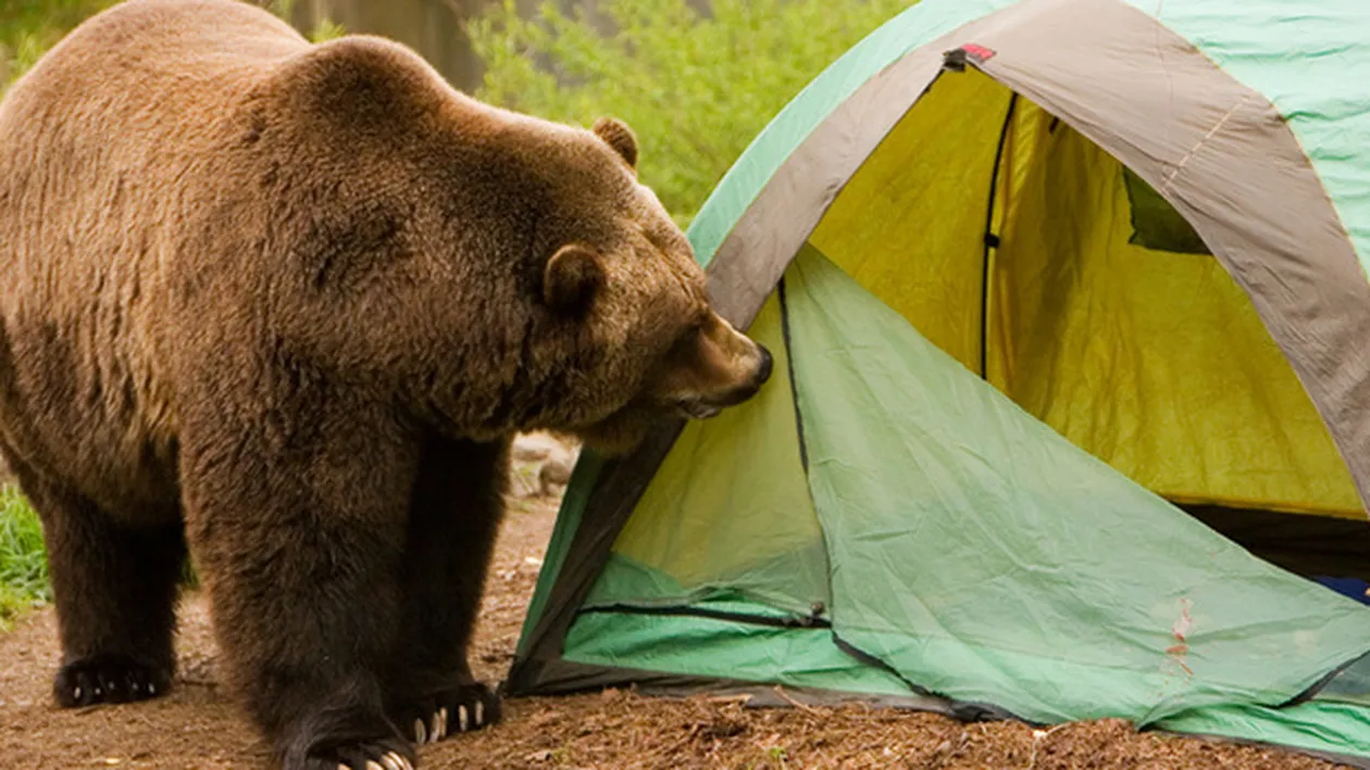Momente de groază pentru un turist canadian care campa în Azuga! Bărbatul a fost atacat de un urs