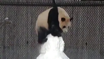 Reacţia acestui urs panda când vede pentru prima dată un om de zăpadă e genială! Imaginile au devenit virale la scurt timp şi au făcut înconjurul lumii