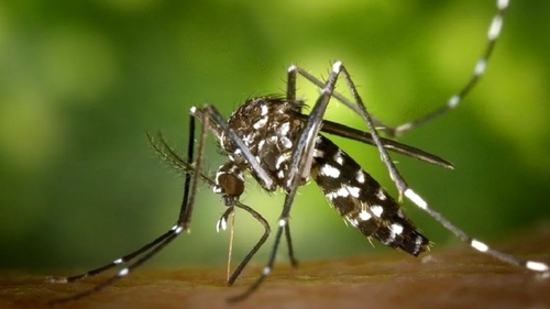 Un nou caz de infecție cu virusul West Nile. O tânără de 22 de ani din Vaslui are simptome neurologice grave