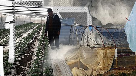 Dezastru în "Patria tomatelor". Vântul și gerul au făcut prăpăd în solarii. "Plesnea de mureai"