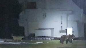 VIDEO. Salvamontiştii dâmboviţeni, atacaţi de urşi. O fiară de 120 de kilograme a distrus intrarea Refugiului de la Peştera