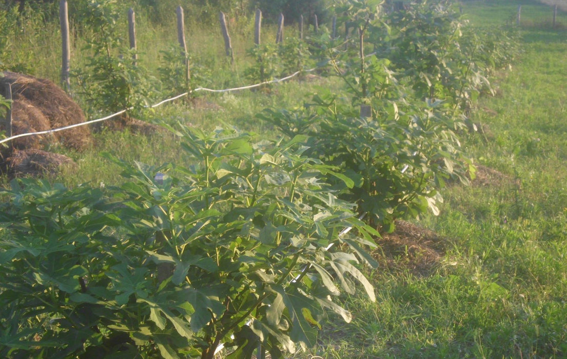 Smochinii cresc în voie la Șvinița