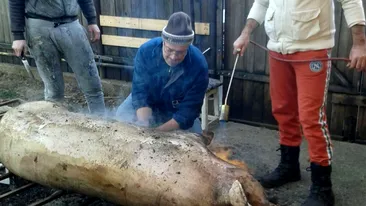 Scene nemaivăzute într-o gospodărie din România! Ce a găsit un bărbat din Sălaj în interiorul porcului, pe care tocmai îl tăiase
