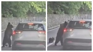 Turist rănit de urs pe Transfăgărășan. Autoritățile au emis Ro‑Alert