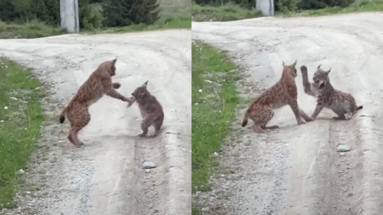 Imagini cu cea mai mare felină din Europa, surprinse în România! Cum a fost filmat animalul care e scump la vedere