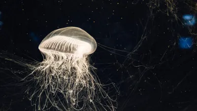 NASA a trimis 2.500 de meduze în spațiu: s-au întors 60.000, dar ceva nu era în regulă