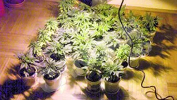 Un barbat de 33 de ani isi facuse un laborator de preparare a drogurilor in locuinta din Bucuresti