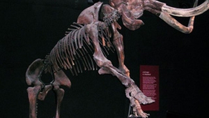 Doua fosile de mamut, descoperite in albia raului Moldova!