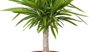 Esti deprimat la serviciu? Pune-ti pe birou o planta decorativa