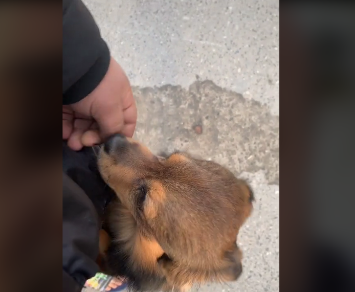 "Perversul de pe Târgu Ocna" și-a luat cățel