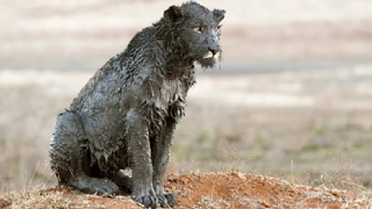 Ce leoiace jegarite!