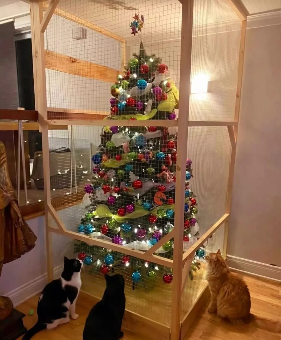 Ce idee genială a avut proprietara a 3 pisici