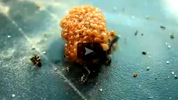 VIDEO Incursiune incredibila in lumea insectelor! Sansele sa prinzi asa ceva pe camera sunt 1 la 1 milion!