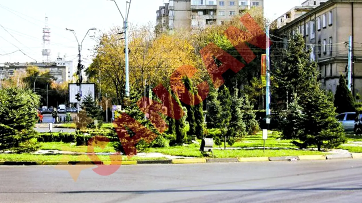 Palmierii lui Piedone au fost inlocuiti cu brazi