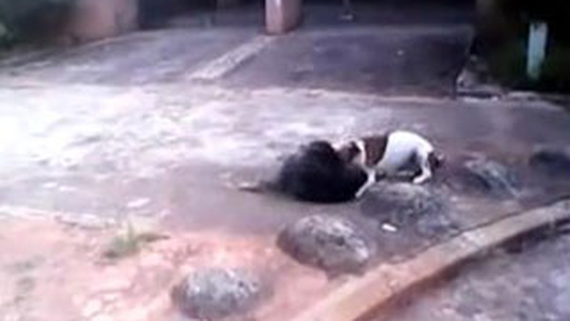 VIDEO SOCANT Uite cum musca dintr-un maidanez! Un pitbul a fost impuscat dupa ce a atacat mai multi oameni!
