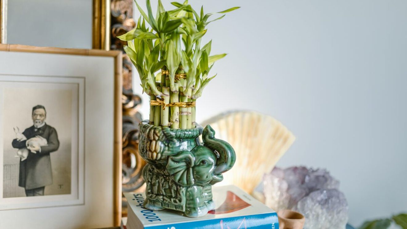 Planta pe care trebuie să o ai în casă pentru a avea noroc la bani. Maeștrii Feng Shui o recomandă
