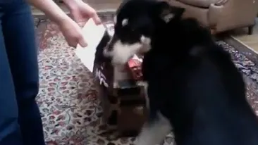 VIDEO Vezi ce inseamna pentru un caine un parfum Dior! Atentie, imagini incredibile!