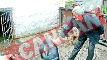 Creste porci la Scoala