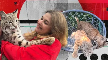 Cu ce afacere exotică a dat lovitura o româncă. Crește râși la Ștefăneștii de Jos, iar un exemplar costă mii de euro. Cumpărătorii, trecuți pe liste de așteptare