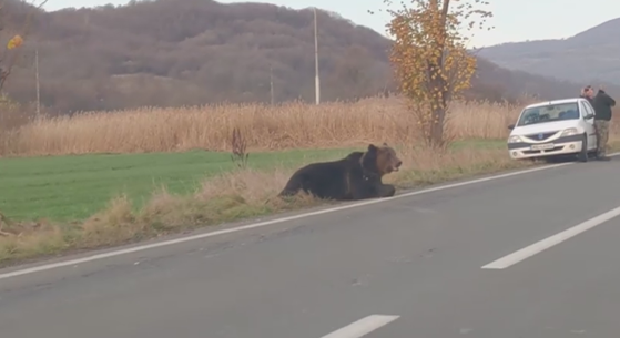 El este șoferul care a lovit ursul, lăsat să agonizeze 18 ore. Drama neștiută a bărbatului
