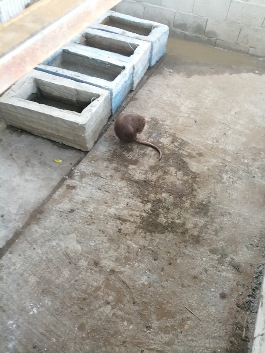 Nutrille lui Dincă au murit una câte una