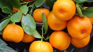 Nu e o glumă! Locul în care cojile de mandarine se vând la prețul aurului