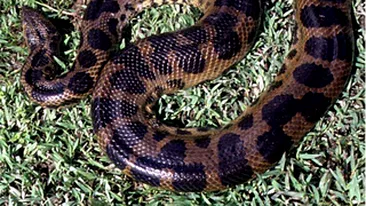 O anaconda de trei metri a provocat panica intr-un sat din Kazakhstan