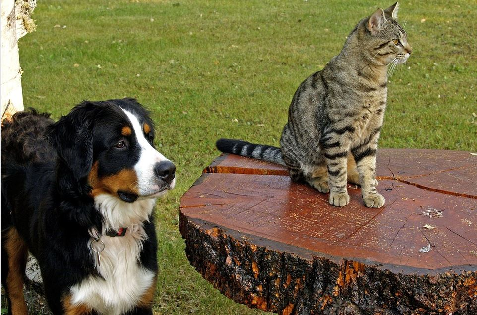 Ce vârstă are pisica ta în ani omenești. Calculul e foarte simplu! Vezi ce vedete preferă micuțele feline și cine a ales să își ia câine