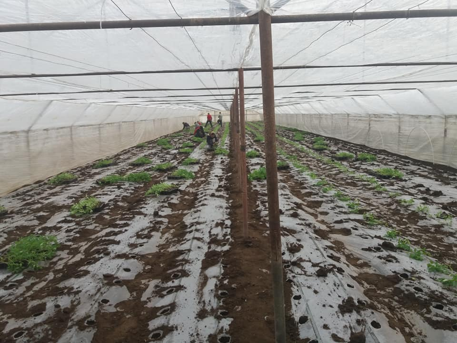Cei mai mulți săteni din Izbiceni trăiesc din legumicultură