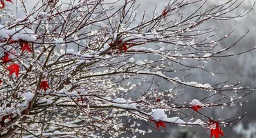 Val de aer ARCTIC în România! Câte zile mai ține frigul. Unde a nins ca de Crăciun?