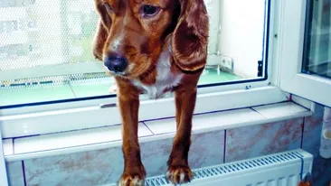 Aky, Bella si Speed, concurenti la Cel mai batran caine