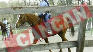 Viorel Moldovan a dat fotbalul pe calarie