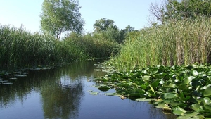 Tulcea: Bărbat de 69 de ani, salvat dintr-un canal din Delta Dunării de polițiștii de frontieră