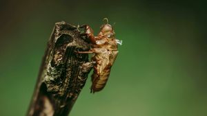 Zgomotul verii care împarte turiștii în două tabere: de ce cicadele și greierii cântă atât de tare și ce ascund sunetele vacanțelor mediteraneene