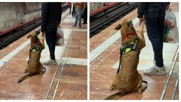 Filmarea VIRALĂ cu acest Ciobănesc german la metroul din Capitală i-a topit pe internauți: ”Îmi vine să plâng!”