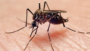 Primul caz de West Nile din acest sezon, la Iași. O femeie este în stare gravă