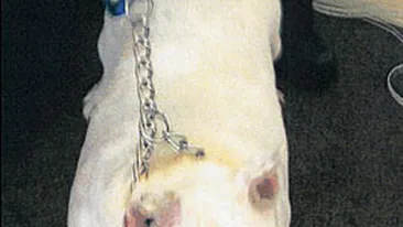 Le-au luat cainele pentru ca il hraneau prea mult