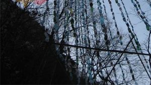 Brad de 93 de metri, facut din PET-uri