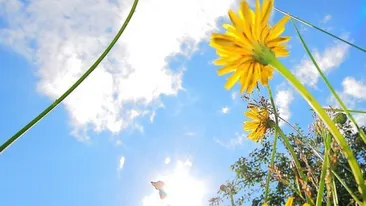 Meteo 11 mai. Vremea se încălzeşte. Temperaturile maxime vor ajunge la...