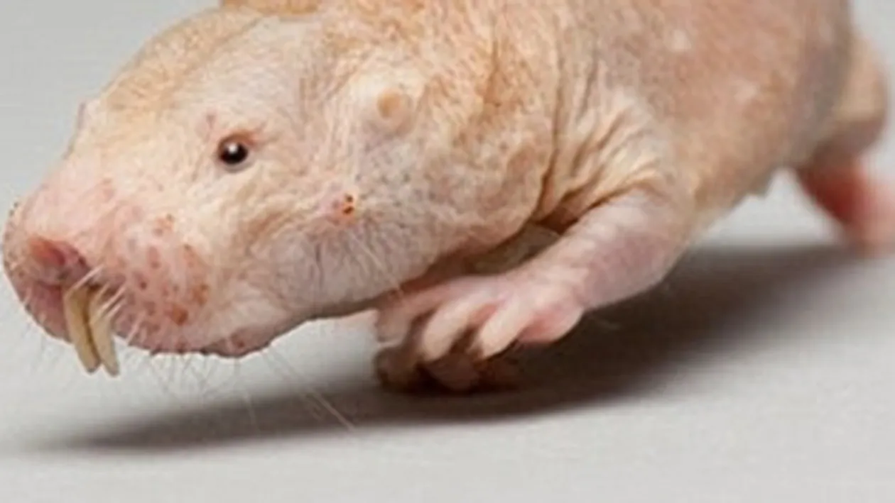 Oamenii de stiinta au gasit elixirul tineretii fara batranete! Vezi aici care e!