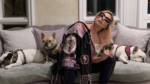 Câinii lui Lady Gaga au fost găsiți! Cine a încasat recompensa de jumătate de milion de dolari oferită de artistă