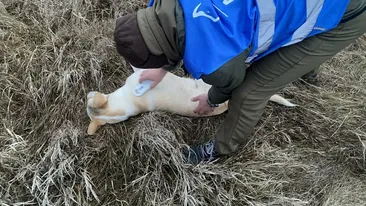 Câți bani primesc lunar angajații ASPA. De necrezut cât câștigă în urma sporurilor primite