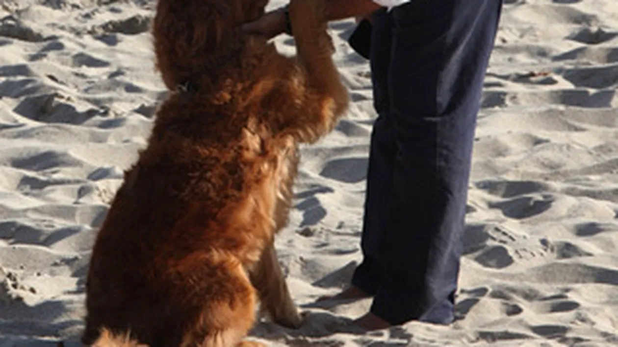 George Clooney are lipici la caini! Uite in ce ipostaze emotionante a fost fotografiat!!