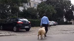 Trecătorii au rămas mască! Un bărbat, la plimbare cu berbecul de funie prin Buzău! VIDEO